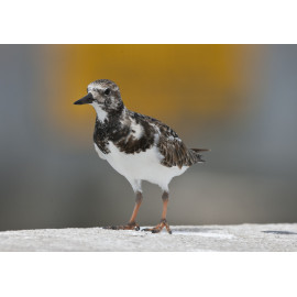 Turnstone Florida 4