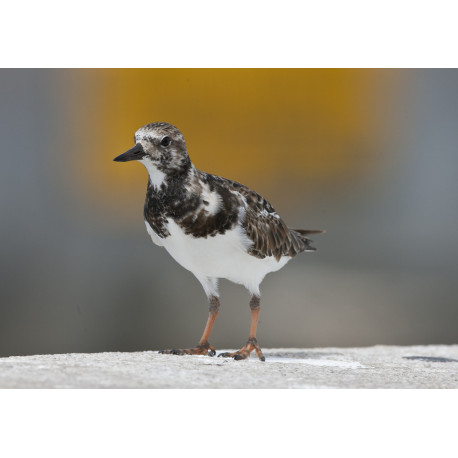Turnstone Florida 4