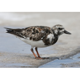 Turnstone Florida 2