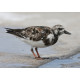 Turnstone Florida 2