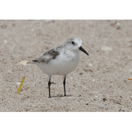 Sanderling Florida