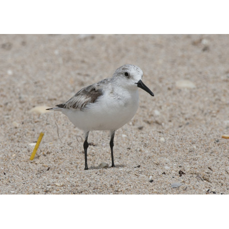 Sanderling Florida