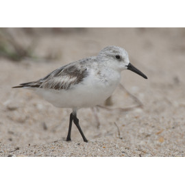 Sanderling Florida 1