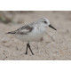 Sanderling Florida 1