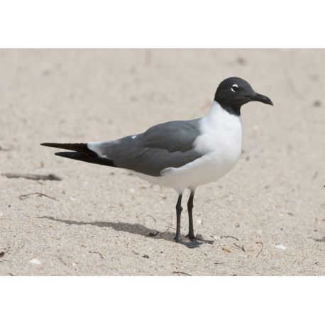 Laughing Gull Florida