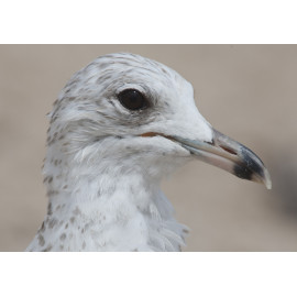 Ring Billed Gull Florida