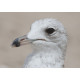 Ring Billed Gull Florida 1