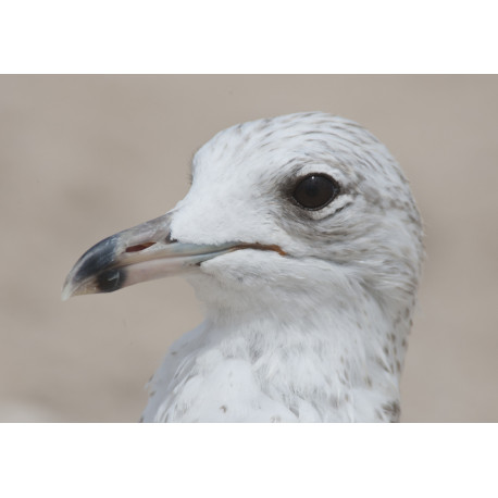 Ring Billed Gull Florida 1