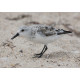 Sanderling Florida 2