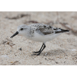 Sanderling Florida 2