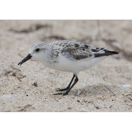 Sanderling Florida 2