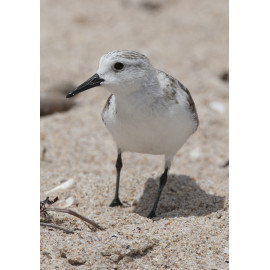 Sanderling Florida 3