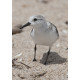 Sanderling Florida 3