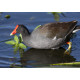 Moorhen Florida
