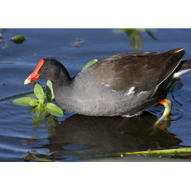 Moorhen Florida