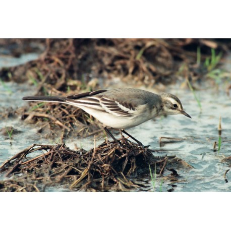 Citrine Wagtail 2