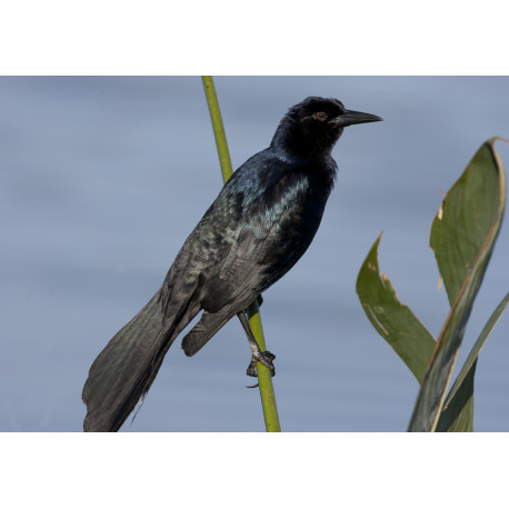 Boat Tailed Grackle Florida 1