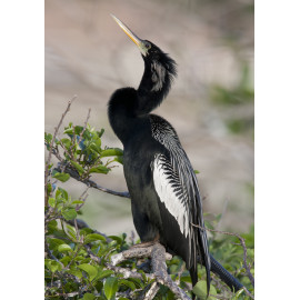 Anhinga Florida