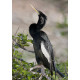 Anhinga Florida