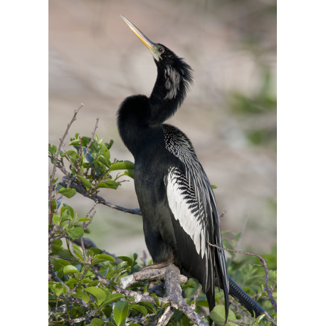 Anhinga Florida