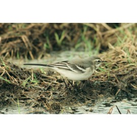 Citrine Wagtail Kelling 1