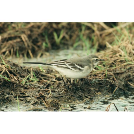 Citrine Wagtail Kelling