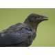 Carrion Crow Head
