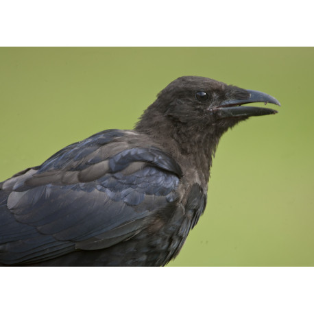 Carrion Crow Head