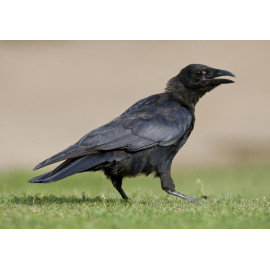 Carrion Crow Walking