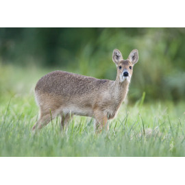 Chinese Water Deer Norfolk