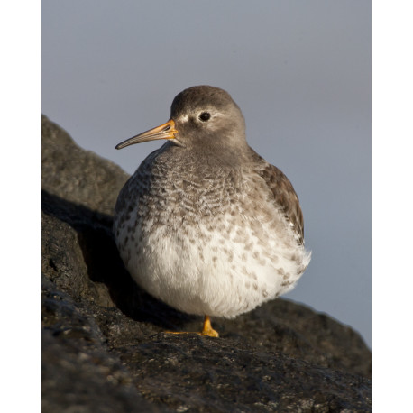 Purple Sandpiper 2008