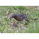 American Robin Bingley
