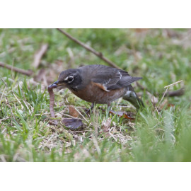 American Robin Bingley