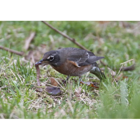 American Robin Bingley