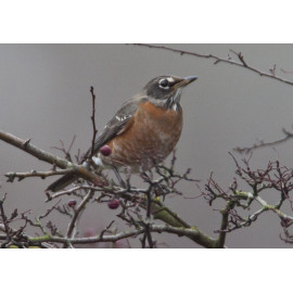 American Robin Bingley 1