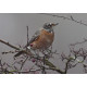American Robin Bingley 1