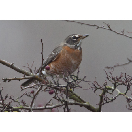 American Robin Bingley 1