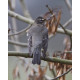 American Robin Bingley 2