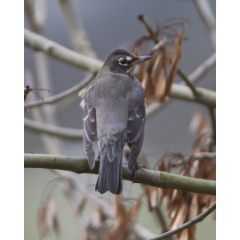 American Robin Bingley 2