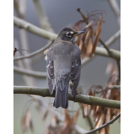 American Robin Bingley 2