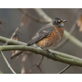 American Robin Bingley 3