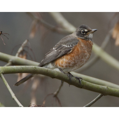 American Robin Bingley 3