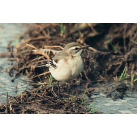 Citrine Wagtail 3