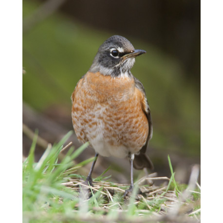 American Robin Bingley 4