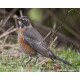 American Robin Bingley 6