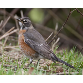 American Robin Bingley 6