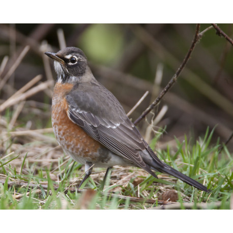 American Robin Bingley 6