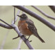 American Robin Bingley 5
