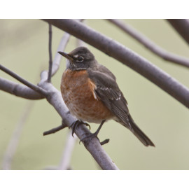 American Robin Bingley 5