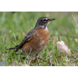 American Robin Bingley 7